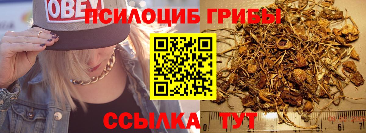 Псилоцибиновые грибы GOLDEN TEACHER Вичуга